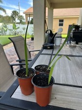 Silver date palm for sale  Fort Pierce