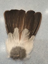 Eurasian blue jay for sale  Hill City