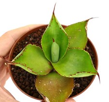 Agave celsii bovicornuta usato  Napoli