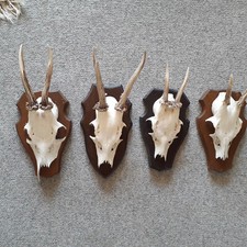 Rehgeweihe trophäenholz gebraucht kaufen  Hamm