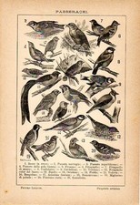 Stampa antica uccelli usato  Lecco