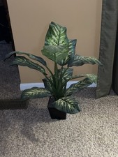 Large leaf planter for sale  Florence