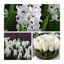 Carnegie hyacinth flower for sale  CANTERBURY
