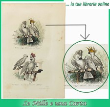 Stampa antica acquerellata usato  Pinerolo