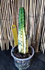 Rare variegated blue for sale  Tampa