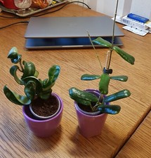 Hoya set 2bew gebraucht kaufen  Köln