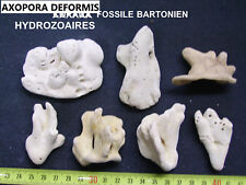 Coraux corail hydrozoaires d'occasion  Esbly