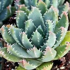 Aloe brevifolia crocodile for sale  Saratoga
