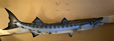 Barracuda taxidermy vintage for sale  Hendersonville