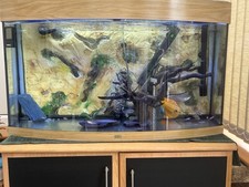 Bowfront juwel fish for sale  MANSFIELD