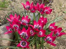 30x tulip little for sale  CRAWLEY