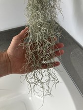 Extra long tillandsia for sale  BIRCHINGTON