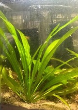 Echinodorus grisebachii for sale  HUNSTANTON