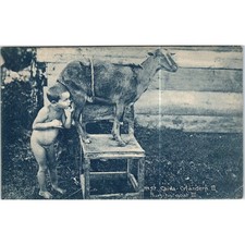 Chiva criandera nursing for sale  Hinckley