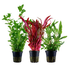 Pflanzen set hintergrund gebraucht kaufen  Worms