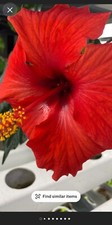 Red hibiscus indian for sale  WEMBLEY