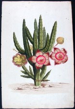 1768 philip miller usato  Urbino