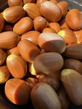 Cycad seeds encephalartos for sale  Santee
