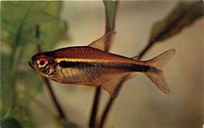 Us51 postcard fish for sale  MITCHAM