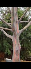 Rainbow eucalyptus tree for sale  Fort Lauderdale
