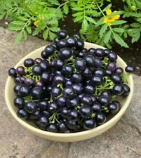 Garden huckleberry seeds for sale  Fremont