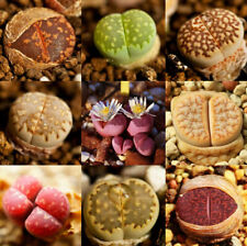 Sachet graines lithops d'occasion  Bordeaux-
