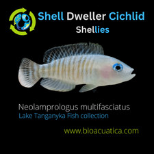 Shell dweller cichlid for sale  Wimauma