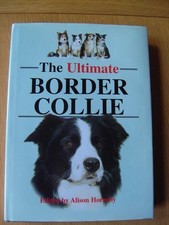 Ultimate border collie for sale  North Smithfield