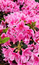 Rhododendron pink poetry gebraucht kaufen  Uplengen