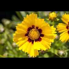 Coreopsis grandiflora sonnenki gebraucht kaufen  Deutschland