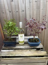 Bonsai tree chinese for sale  PERSHORE