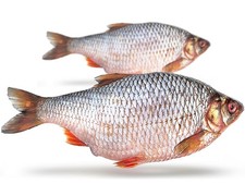 Köderfische rotauge vakuumver gebraucht kaufen  Versand nach Germany