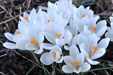 10x white crocus for sale  CRAWLEY