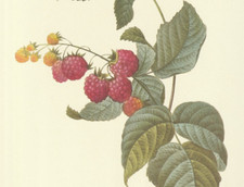 Redoute rubus idaeus for sale  Medina
