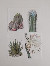 Cactus cacti flowers for sale  BIRKENHEAD