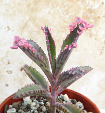 Kalanchoe pink butterflies for sale  FAKENHAM