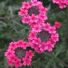 Verbena plug plants for sale  LONDON