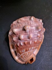 Grande conchiglia cassis usato  Pescara