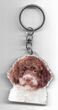 Lagotto romagnolo chien d'occasion  Concarneau