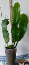 Epiphyllum xypetalum junge gebraucht kaufen  Linz