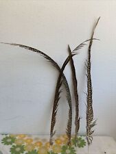 Plumes faisan queue d'occasion  Drumettaz-Clarafond