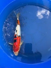 Duitsu sanke inch for sale  Coral Springs
