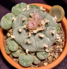 Ariocarpus texensis caespitosa usato  Baranzate