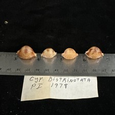 Seashells cypraia bistrinotata for sale  Warner Robins