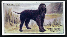 Lea dogs 7 for sale  TAMWORTH