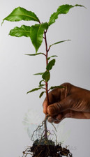 Bay tree evergreen for sale  RAMSGATE