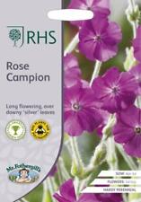 Rose campion seeds for sale  NEWMARKET