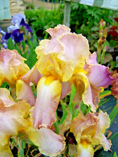Iris germanica chantilly for sale  CRADLEY HEATH