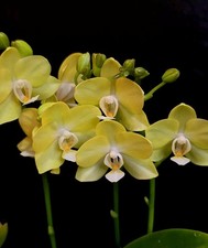 Mini phalaenopsis mini for sale  NOTTINGHAM