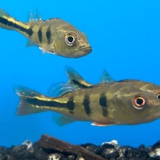 Kelberi peacock bass for sale  New Bedford